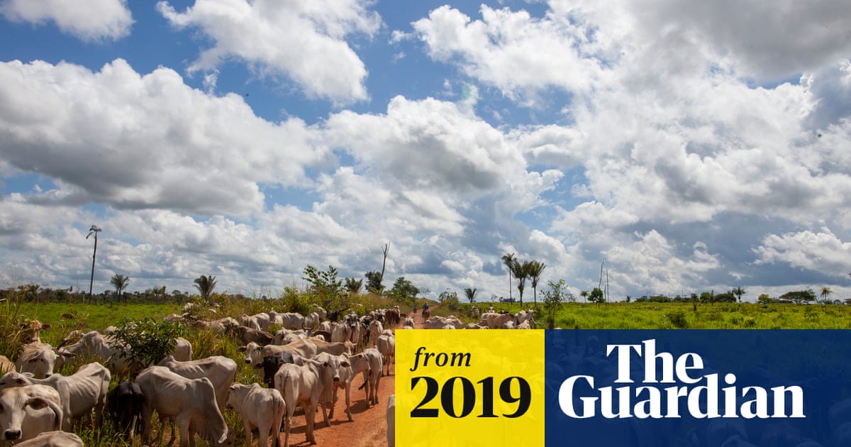 Revealed: rampant deforestation of Amazon driven by global greed for meat