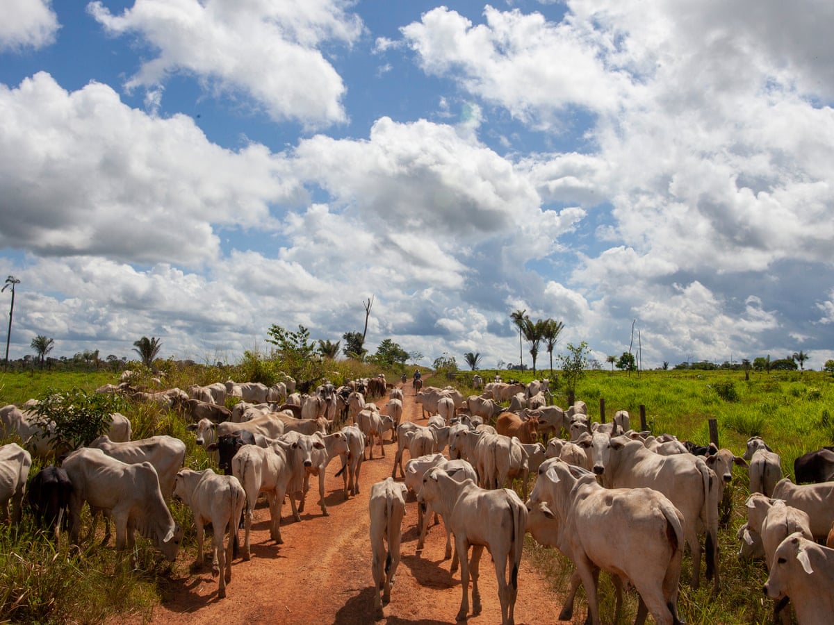 Revealed Rampant Deforestation Of Amazon Driven By Global Greed For Meat Brazil The Guardian Revealed Rampant Deforestation Of Amazon Driven By Global Greed For Meat Brazil The Guardian