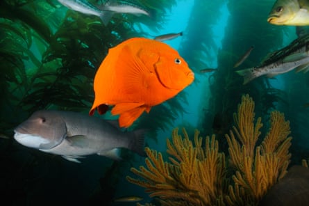 Peixe na floresta de algas