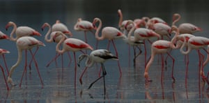 Flamingos