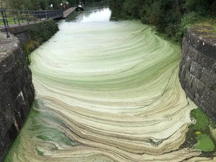 A buildup of algae at Toome lock at the north end of Lough Neagh