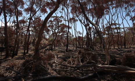 File photo of bushfire-affected trees stacked alongside the Playford Highway in Parndana, Australia