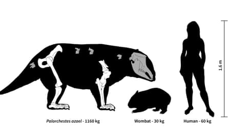 The image gives an indication of how the palorchestids compare with humans in terms of height and weight