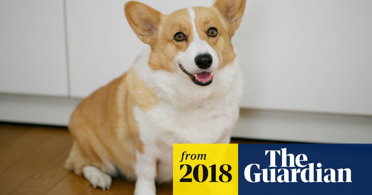 South Korean Man Kills Neighbour S Dog And Invites Owner To Eat It World News The Guardian