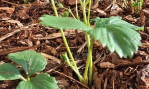 stop digging it s bad for your soil and you james wong life