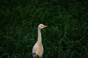 Uma garça procura insetos na pastagem verde ao lado do rio Jangi em Tehatta, Bengala Ocidental, Índia