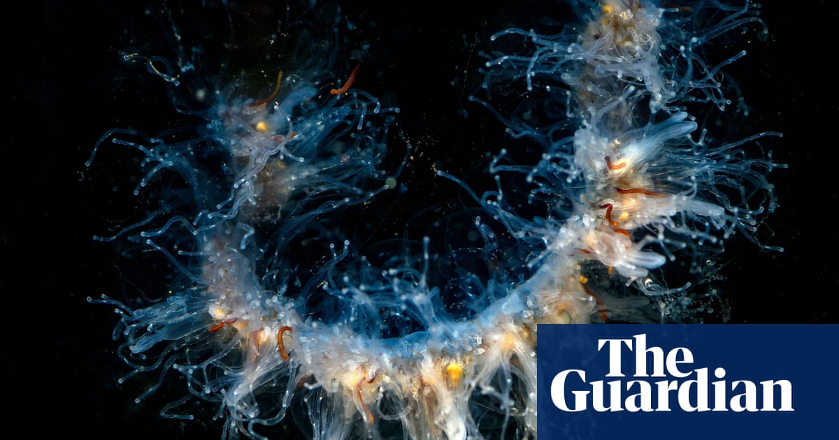 Campaigners call for action as jellyfish threaten Scottish salmon farms | Scotland Campaigners call for action as jellyfish threaten Scottish salmon farms | Scotland