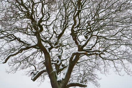 Oak tree in Greenmount, 17 January 2016