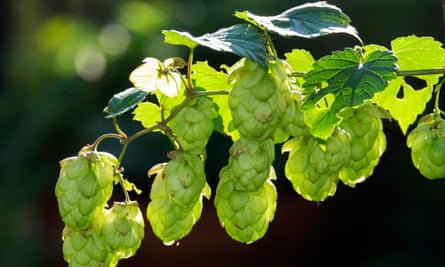 Hops used for beer makingfrom Hoxne, Suffolk