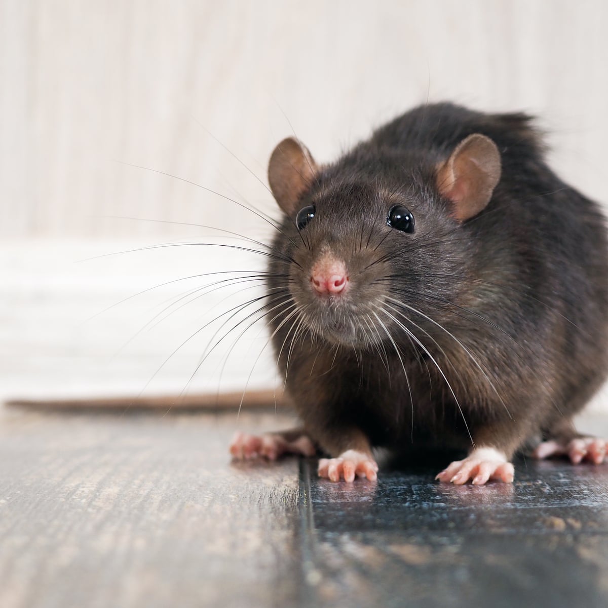 Are millions of rats about to invade UK homes? | Environment | The ...