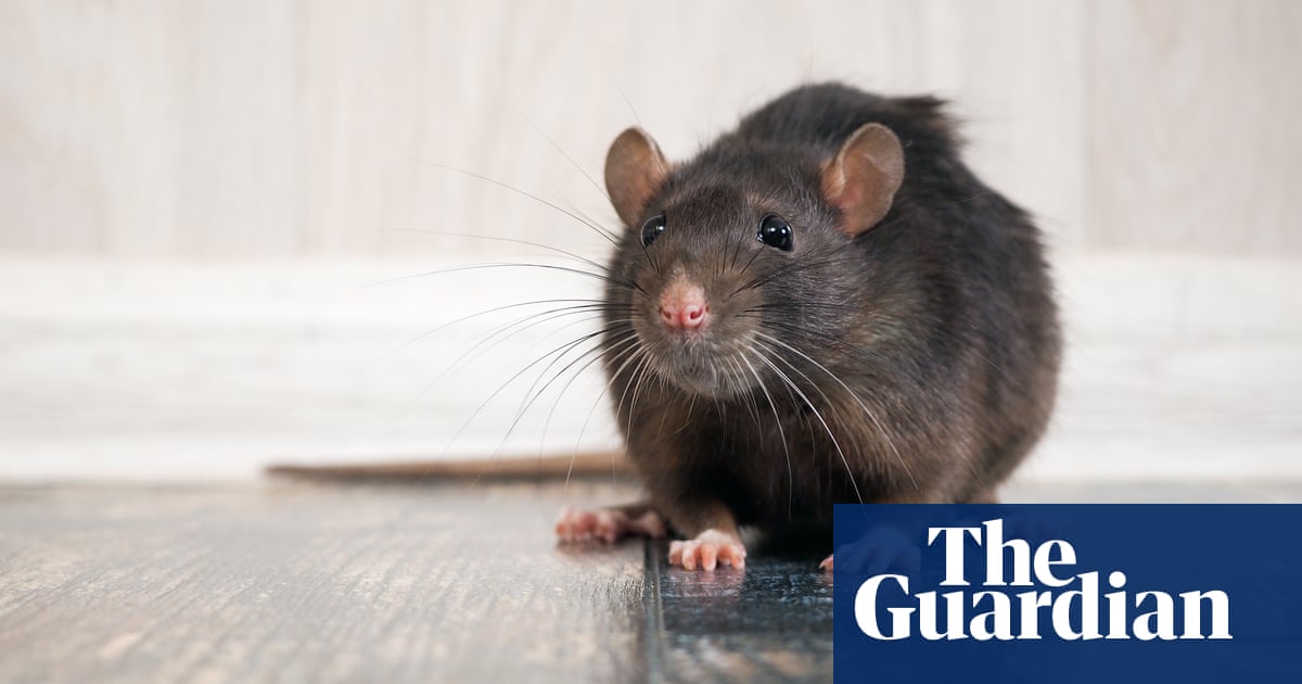 Are Millions Of Rats About To Invade Uk Homes Environment The