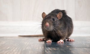 Are Millions Of Rats About To Invade Uk Homes Environment