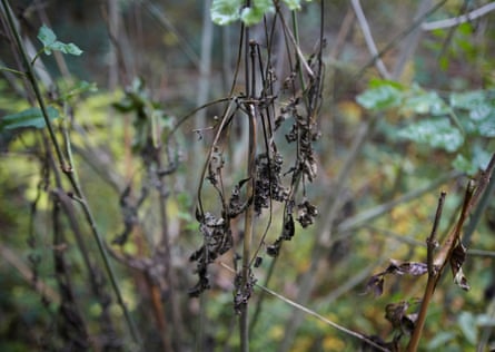 Diseased ash tree saplings near Framlingham, Suffolk.