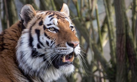 DNA from thin air: a new way to detect rare wildlife in hostile environments | Genetics | The Guardian DNA from thin air: a new way to detect rare wildlife in hostile environments | Genetics | The Guardian