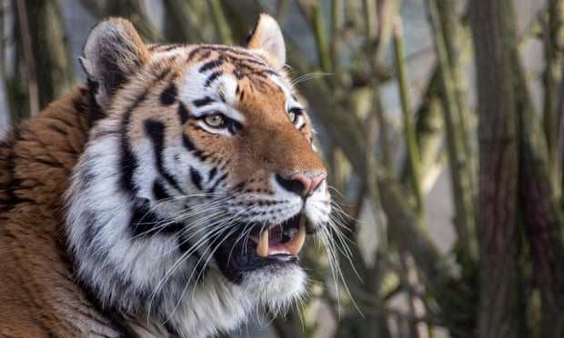 Tiger DNA was identified in air samples captured at a zoo.