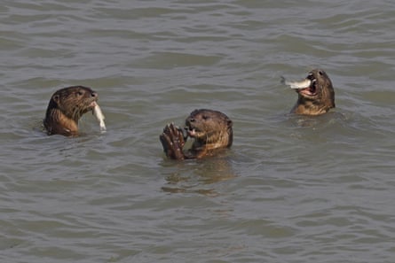 Three otters eating fish in the water