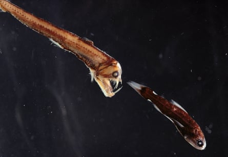 A viperfish attacking a Lanternfish, which has light organs on tail to confuse predators.
