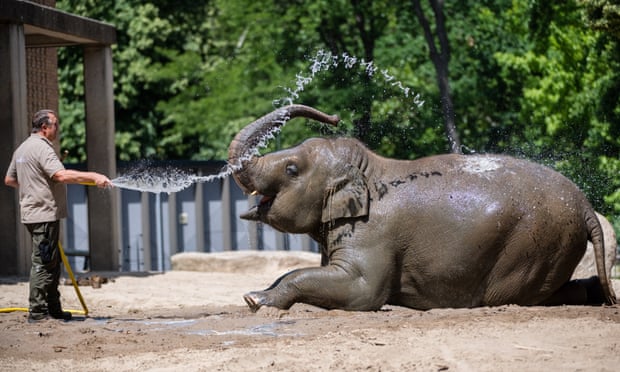 A zookeeper sprays water on an Asian elephant at a zoo in Berlin on Tuesday.