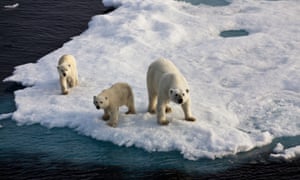 Three Polar bears on an ice flow.