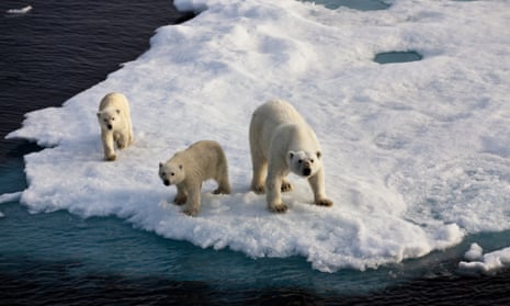 Three Polar bears on an ice flow.