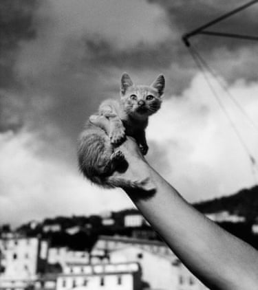 Kitten, Liguria, Italy, 1936