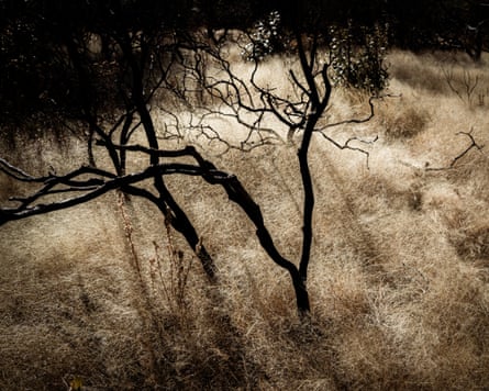 A blackened shrub amid dry grass