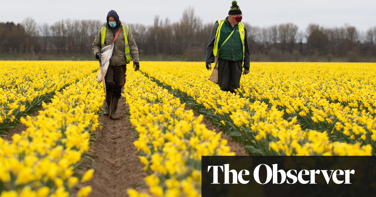 Millions of daffodils 'will rot' if Brexit denies UK farmers foreign workers | Farming | The Guardian