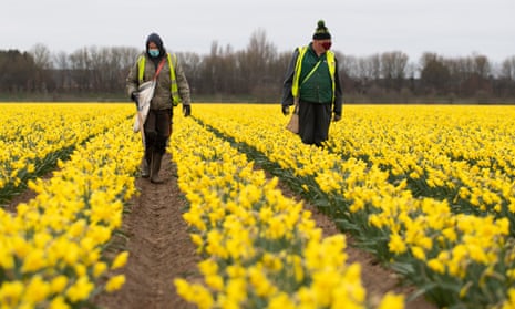 Daffodil pickers in Lincolnshire