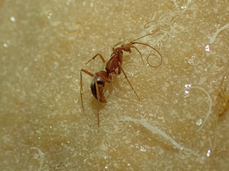 A specimen of the only cave-adapted wasp, found in a Nullarbor cave