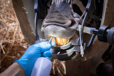 Spot has his mouth flushed out by Chris Pearce, an external vet who specialises in equine dentistry. Zoo staff were worried that Spot – normally ‘a bit of a hoover’ – had dental issues after noticing his eating habits had slowed