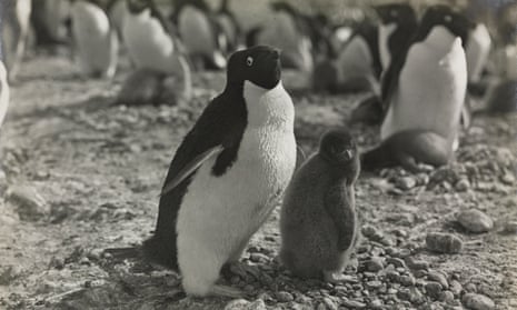 George Murray Levick’s 1910-13 observations and photographs (above) of Adélie penguins offer insights into the species at risk from climate crisis, the Natural History Museum says. 
