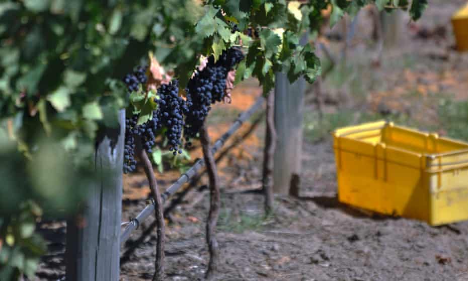 Raisins Tempranillo dans la Swan Valley de l'Australie occidentale.