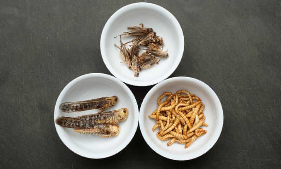 Dried grasshoppers, mealworms and crickets seasoned with spices in Berlin, Germany