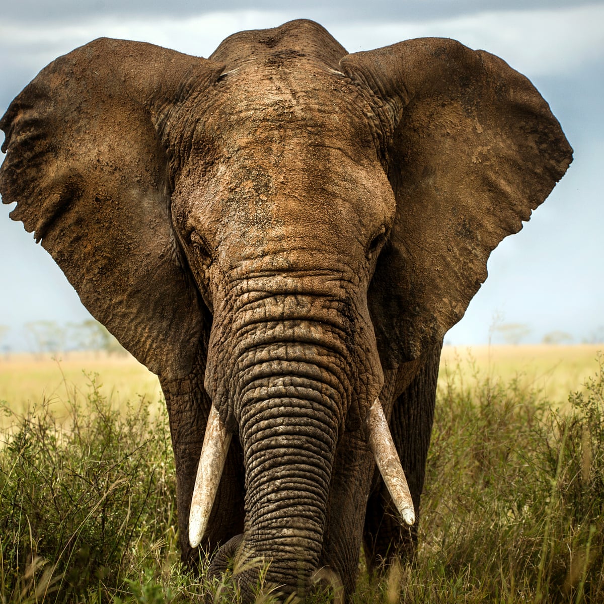 大象2 0 留住珍贵的象群集体记忆 Environment The Guardian 大象2 0 留住珍贵的象群集体记忆 Environment The Guardian