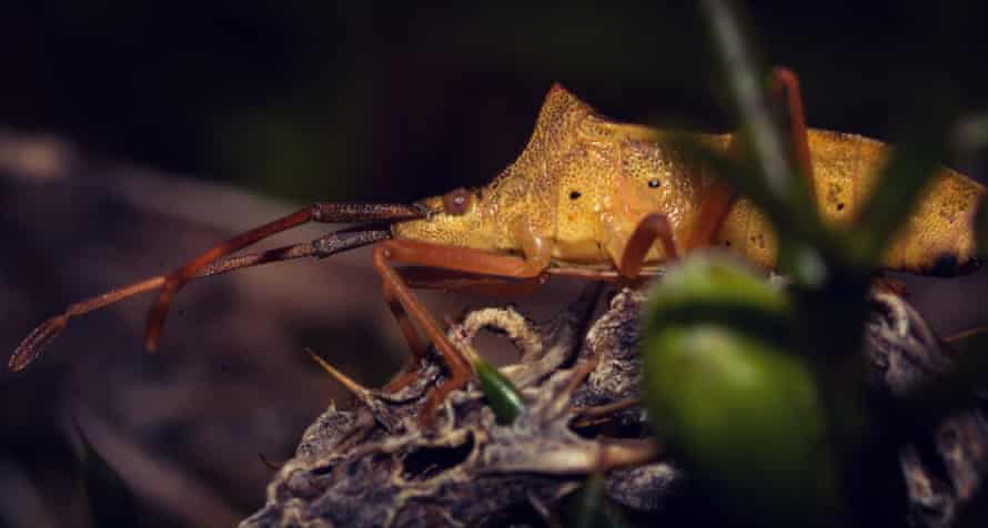 A shield bug in Stroud on 24 March.