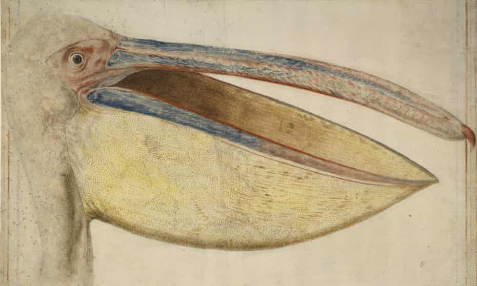 The Paper Museum Review The Pelican Paintings That Changed Art Forever Art And Design The Guardian The Paper Museum Review The Pelican Paintings That Changed Art Forever Art And Design The Guardian