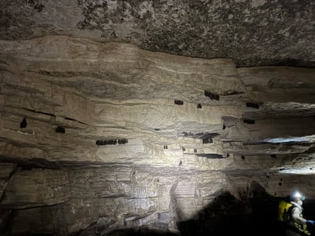 Clusters of bats hanging from a cave roof seen in torchlight