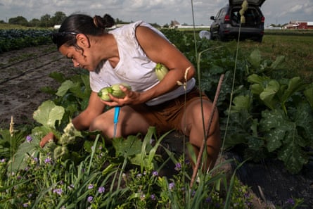 Woman in white T-shirt rolled above shoulders piles pale green round squash in the crook of her arm as she crouches in a row.