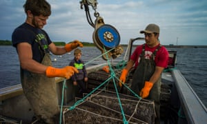 Jeremy Hardy (left), his cousin Joel, nine, and friend Ryan Sutherland load a rack of oysters for submersion in the bay. Jeremy is one of Leslie Hardy’s grandchildren working in the family business<br>