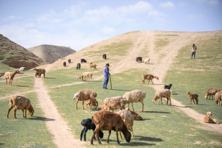 A boy and a man among a flock of sheep on a hillside with sparse grass.