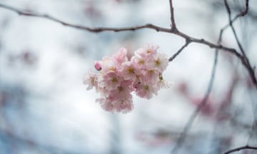 Annemasse, France. Spring would not be complete without a picture of cherry blossoms.