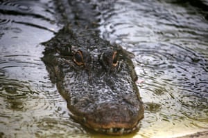 Oviedo, Florida: A captive alligator in the rain