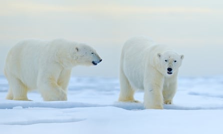 Polar bear on drifting ice with snow, blurred cruise vessel in background, Svalbard, Norway.