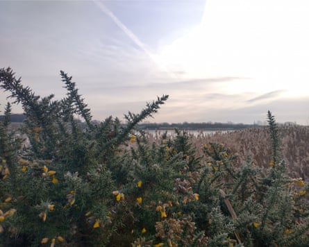 Frosted gorse at Swillington Ings, West Yorkshire.