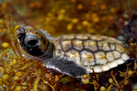 A loggerhead sea turtle hatchling in sargassum off Florida.