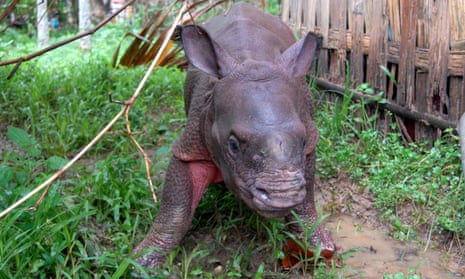 A baby rhino rescued by wildlife crew was taken to a conservation centre in Assam.