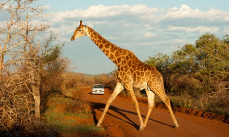 Stick your neck out … safaris in South Africa, paid for with rand, can offer excellent value.