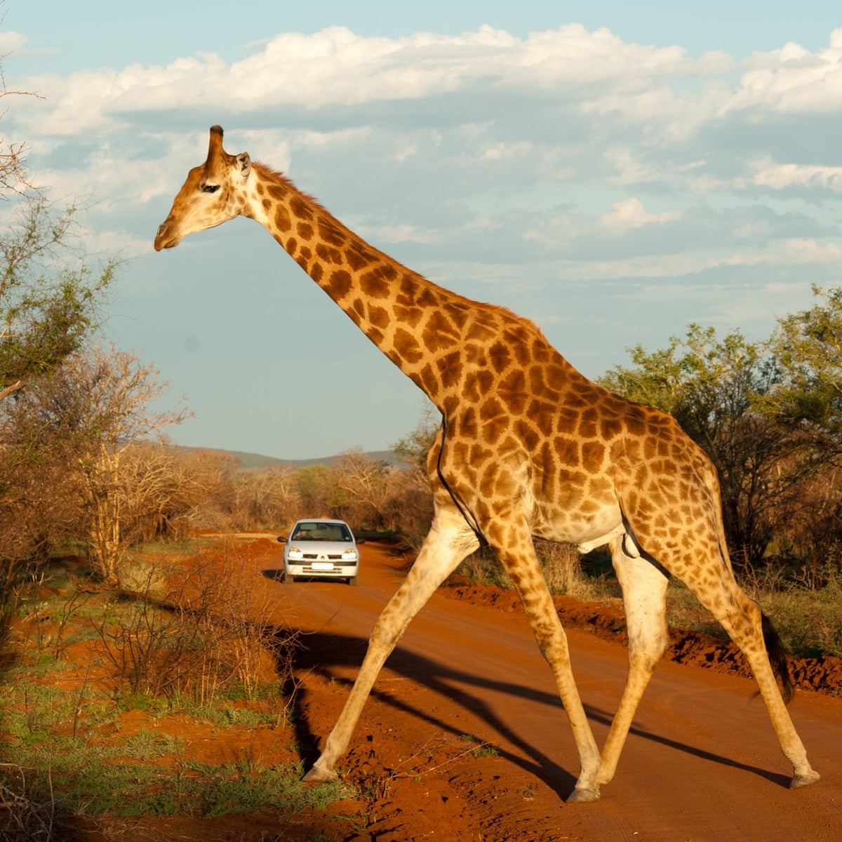 How to safari in South Africa on a budget | South Africa holidays | The Guardian
