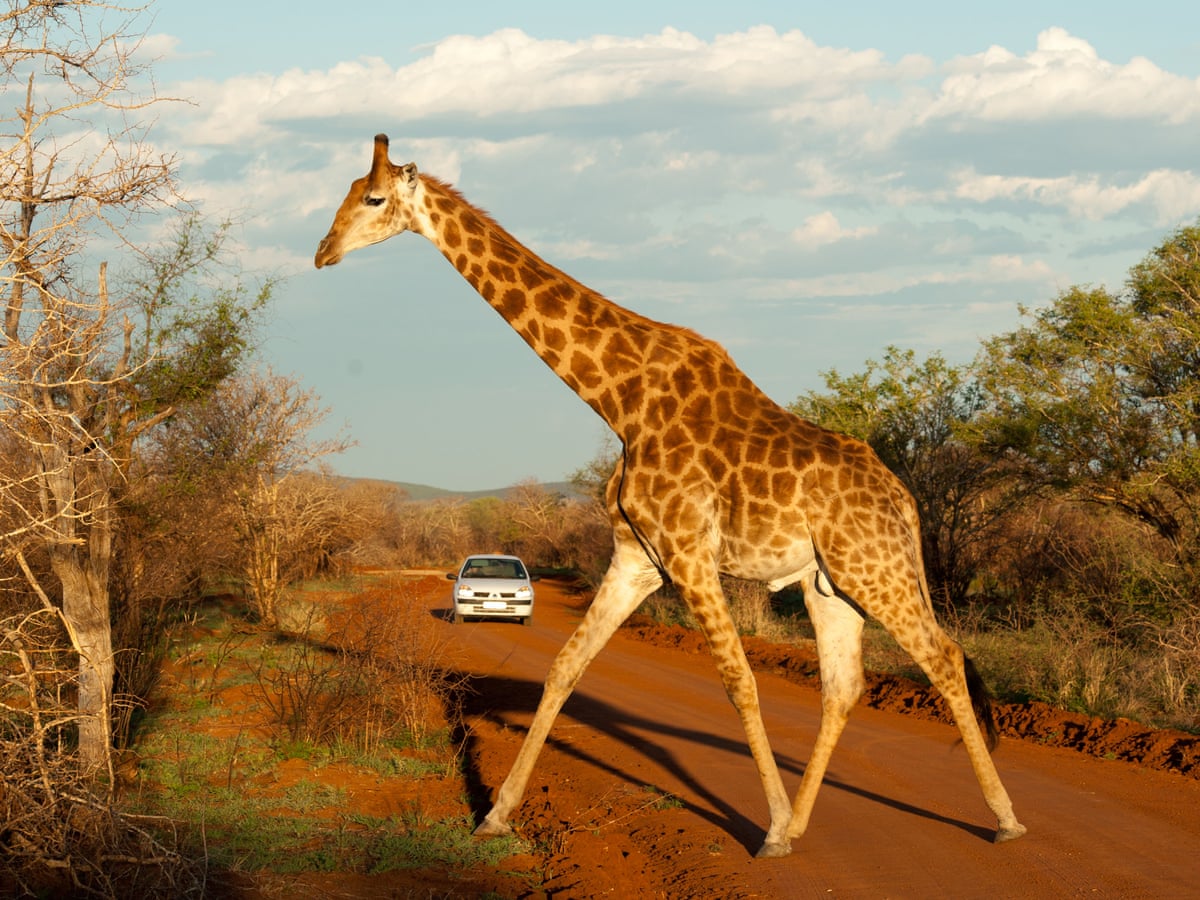 Luxury Game Lodge Okavango Botswana