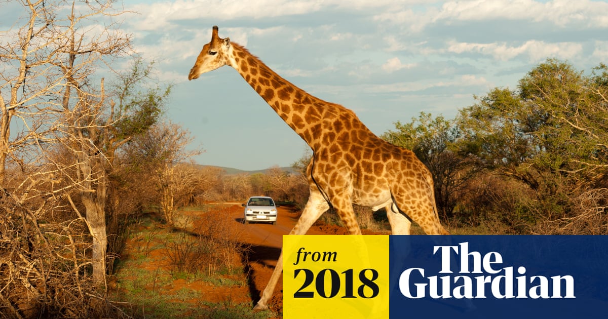 Outrage after American woman hunts and kills rare giraffe in South